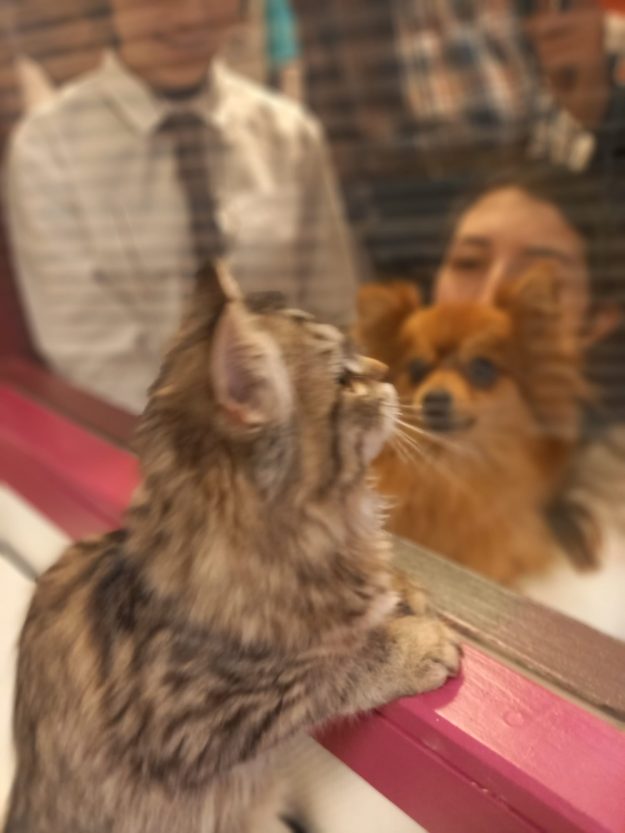 PHOTO-2024-12-19-11-29-44 Le bien être animal à la MFR