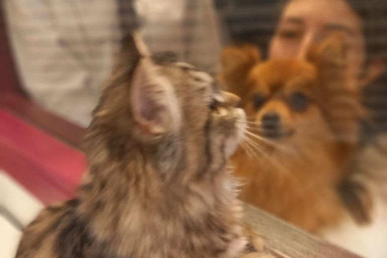 Le bien être animal à la MFR