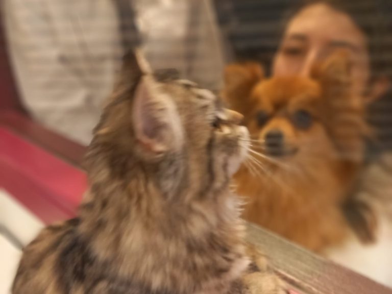 Le bien être animal à la MFR